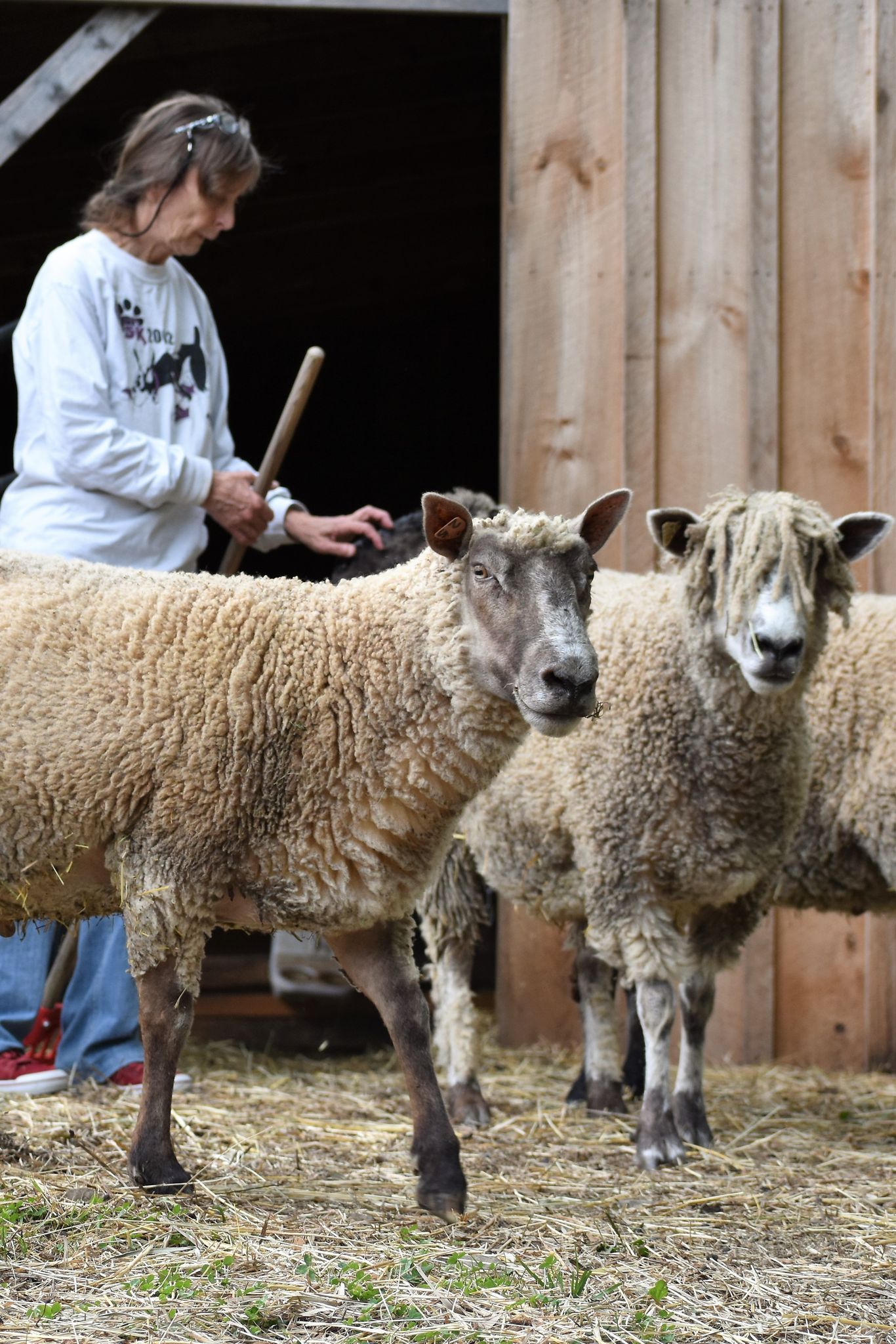 Home with the sheep, this is where the wool begins
